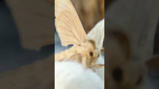 No touching the möth moths silkmoth cutepets [upl. by Oht153]