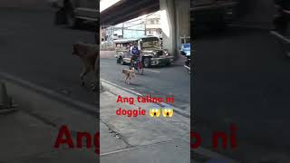 Matalinong ASO 😱😱😱chowchow shortvideo trinding viralshort viralshort [upl. by Eugenides899]