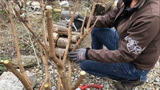 Buddleja davidii Butterfly Bush pruning [upl. by Devan]