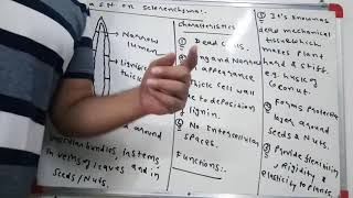 SCLERENCHYMA std 9 chapter 6 sclerenchyma planttissue deadcells cbse9 [upl. by Cassandry857]