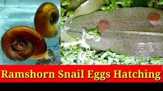 Ramshorn Snail Eggs Hatching [upl. by Sellma]