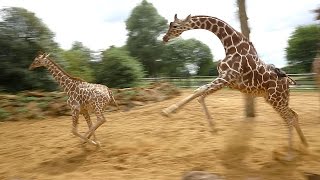 Giraffes walk gallop and play at ZSL Whipsnade Zoo [upl. by Mcloughlin959]