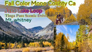 Fall Color Scenic Drive  June Lake Loop and Tioga Pass Mono County California [upl. by Orji]