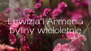 Lewizja i Armeria wieloletnie byliny [upl. by Jacquet]