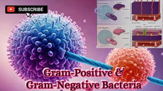 Whats the difference between grampositive amp gramnegative bacteriaGram stainingMicrobiology [upl. by Ardnassak]