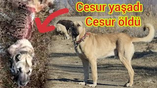 6 KURT KEŞİN ANNESİ PARÇALADI KEŞ 2 KURDU KOVALAYIP GÖTÜRDÜ WOLF ATTACK [upl. by Seys]