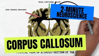 2Minute Neuroscience Corpus Callosum [upl. by Suravaj]