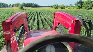 Foliar feed soybeans will it work [upl. by Tiat]