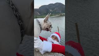 Santa Claus Falls into the Lake and is Rescued by a Dog pet dog lovedog [upl. by Alimat]