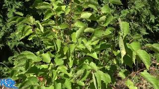 Tree identification needed  Paw Paw Hazelnut tree quince tree butternut tree you tell me [upl. by Ahsienaj]