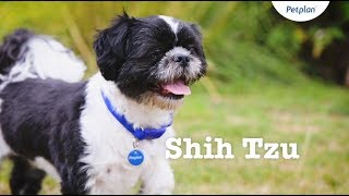 Shih Tzu Puppies amp Dogs  Breed Facts amp Information  Petplan [upl. by Silvan]