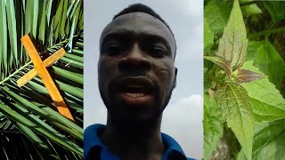 Herbal Medicine Man Reveals The Spiritual Uses Of Acheampong Leave And Palm Fronds [upl. by Dymoke39]