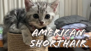 Bringing Home an American Shorthair Kitten [upl. by Venable534]