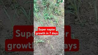 Super napier grass growth in 7days odisha napier cattlefarm cowfarm dairyfarm [upl. by Miharbi]