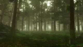 Forest Sounds  Woodland Ambience Bird Song [upl. by Kcirddor896]