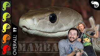 Black Mamba The Best Pet Snake [upl. by Ardnauq]