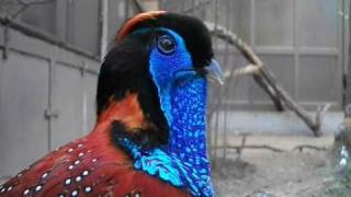 Temmincks tragopan courtship display  Antwerp Zoo [upl. by Anida]