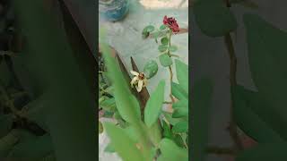 Rose plant garden plants gardeningplants trending youtubeshorts shorts viralshortsviral [upl. by Tirrag]