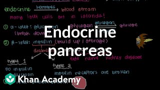 Endocrine pancreas  Gastrointestinal system physiology  NCLEXRN  Khan Academy [upl. by Euqinu515]