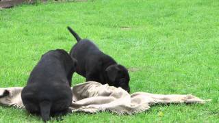 Cane Corso Welpen Nando und NinetteMTS [upl. by Adnomal460]