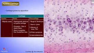 Histology of Hyaline cartilage Shotgun Histology [upl. by Llib]