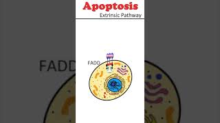 The Extrinsic Pathway of Apoptosis celldeath animation [upl. by Vasileior]