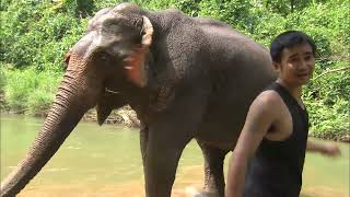 Un éléphant comme livreur au Laos [upl. by Akimaj468]