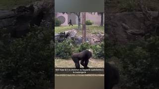 Un gorille qui marche comme un humain  🦍 [upl. by Anitram]