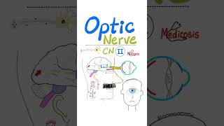 Optic Nerve 👀 in 60 seconds  Cranial nerve II CN II  Neuroanatomy Series for Doctors Nurses [upl. by Aicekan]