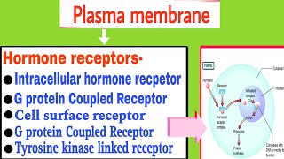 hormone receptors  Plasma membrane hormone receptor and its action  General mechanism of hormone [upl. by Jennifer]