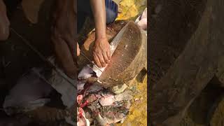 Koramenu 🐟 fishing telangana fishing indian trending fishing viralshort village koramenu [upl. by Yecies]