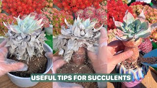 Useful Tips For Succulents  Part 71  多肉植物  다육이들  Suculentas [upl. by Ybreh]