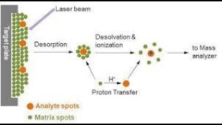 MALDI l TOF l Tandem Mass Spectrometry [upl. by Auoh47]