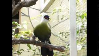 white crested turaco [upl. by Ahsinauj]