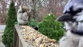 🐦 UP CLOSE Cardinal and BlueJay Birds Then A Squirrel STEALS ALL The [upl. by Kos203]