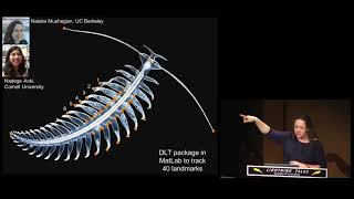 Gossamer Worm Life History and Behavior [upl. by Sternick]