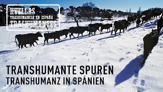 TRANSHUMANTE SPUREN TRANSHUMANZ IN SPANIEN Trailer Deutsch Untertitel [upl. by Sung]