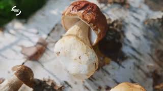 Exploring Fungal Diversity The Count of Recognized Mushroom Species [upl. by Debbi]