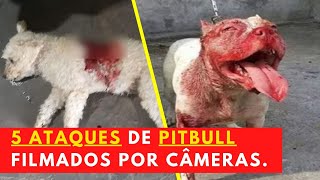 5 ATAQUES DE PITBULL FILMADOS POR CÂMERAS  CENAS FORTES [upl. by Valerian]