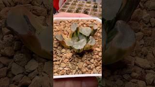 Haworthia Maughanii Lens Variegated plants haworthia plantcollection [upl. by Aniuqahs]