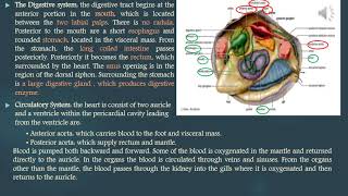 Mollusca 2nd part lecture 11 amp lecture 12 [upl. by Clapp]