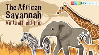 African Savannah – Virtual Field Trip [upl. by Brufsky666]