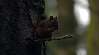 Douglas Squirrel calling and eating [upl. by Arad81]