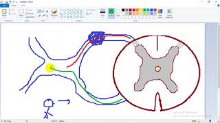 ASCENDING TRACTS 1  dr Laila   Lateral Spinothalamic  الجهاز العصبي [upl. by Neetsirhc]