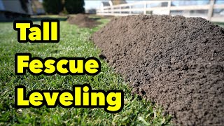 Tall Fescue Lawn Sand Compost Leveling Can It Be Done [upl. by Jarid237]