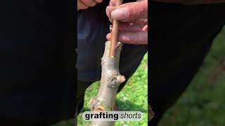 Simple grafting fruit tree l grafting shorts [upl. by Lletnuahs657]