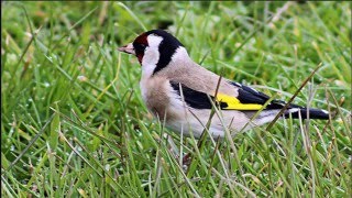 EL JILGUERO ESPAÑOL CANTE CAMPERO CHANT CHARDONNERET GOLDFINCH CD2 [upl. by Aehs]