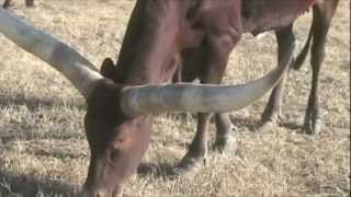 Dead Broke Ranch Watusi and Gyr Brahman Cattle [upl. by Ativel]