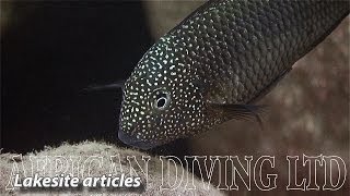 Lake Tanganyika Cichlids in the Wild HD 1080p [upl. by Crosley521]