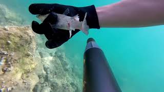 Spearfishing  Kroatien cressi sub sl star [upl. by Manouch]